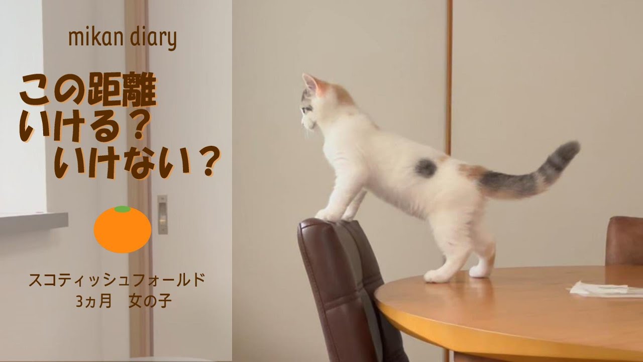 【スコティッシュフォールド】子猫、この距離飛べるかな…？お腹の上でふみふみする子猫が可愛かった！