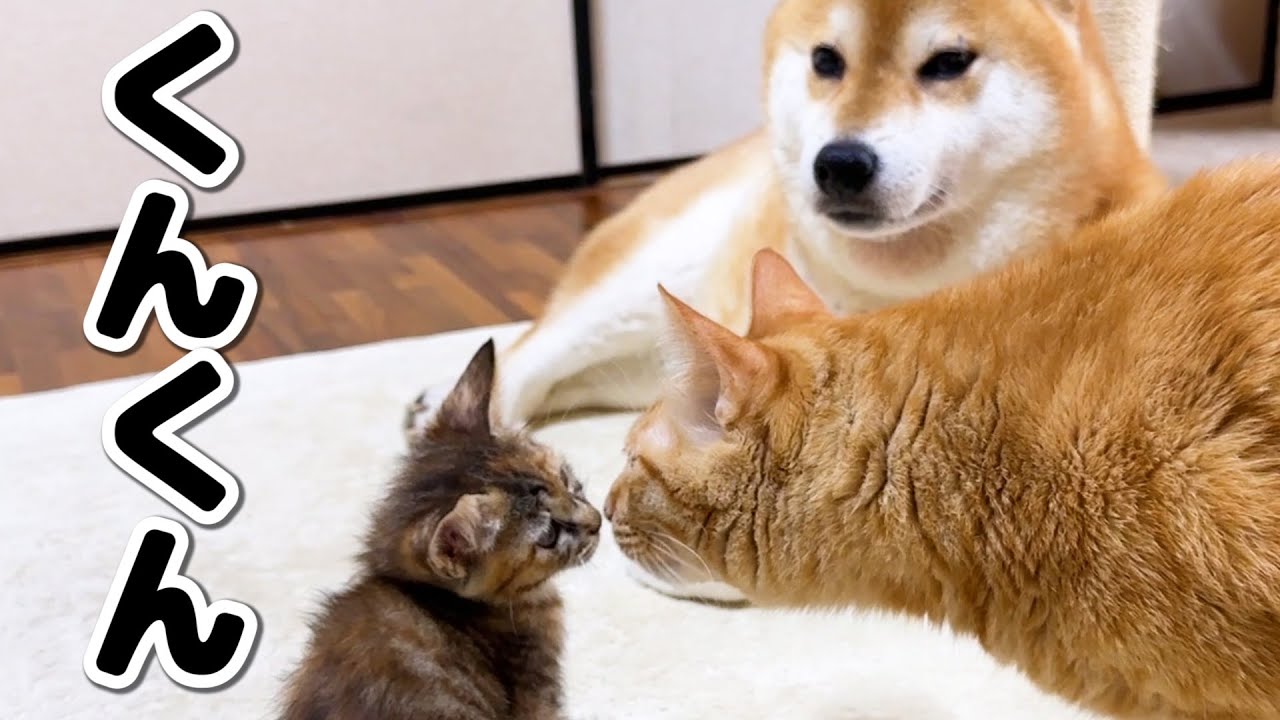 子猫と先住猫の初ご対面！初くんくんで自然体でいてくれたお兄ちゃん猫でした！