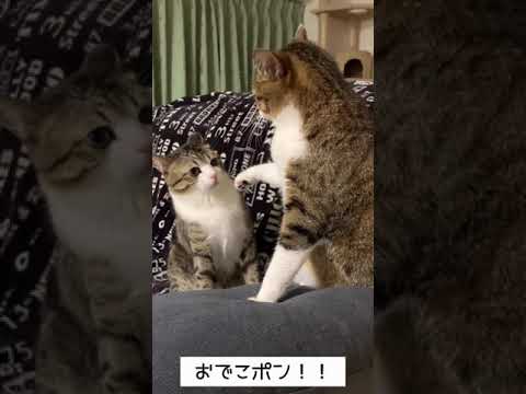 #Shorts 一撃必殺！おでこポン!! これ、最強。【猫奥義】