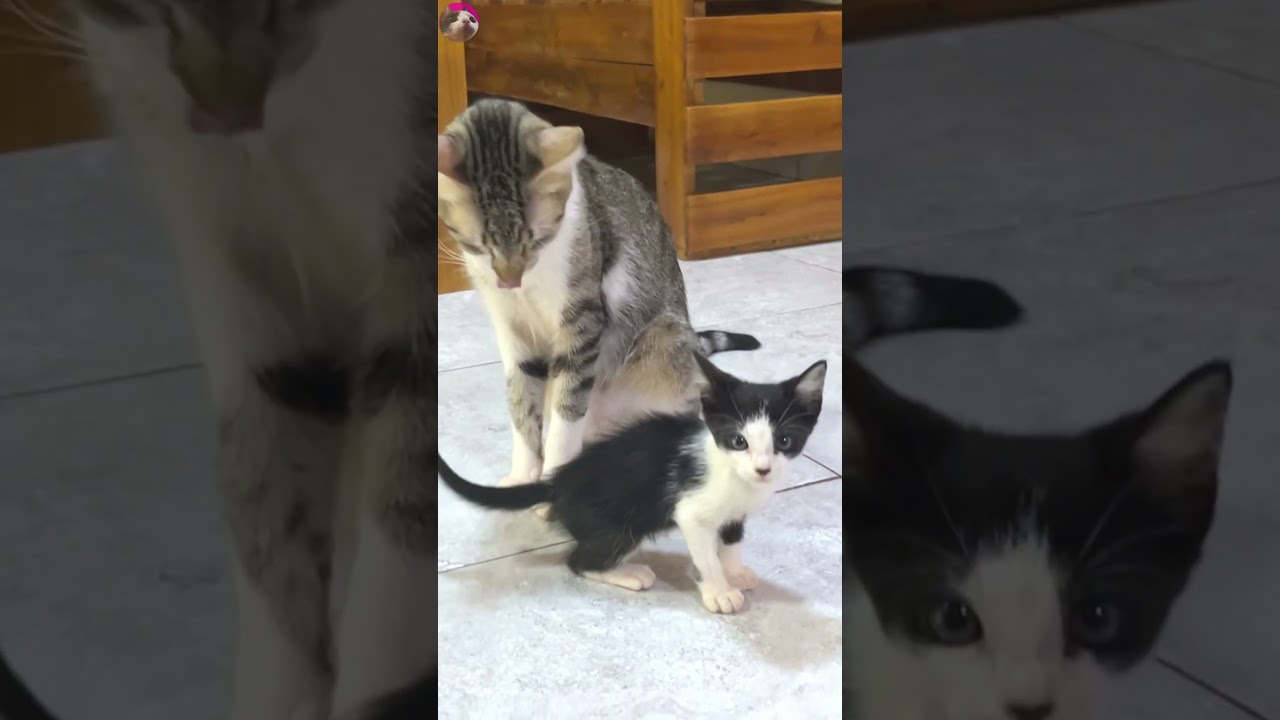 Rescued kitten is happy to be able to get along with the older cat #shorts