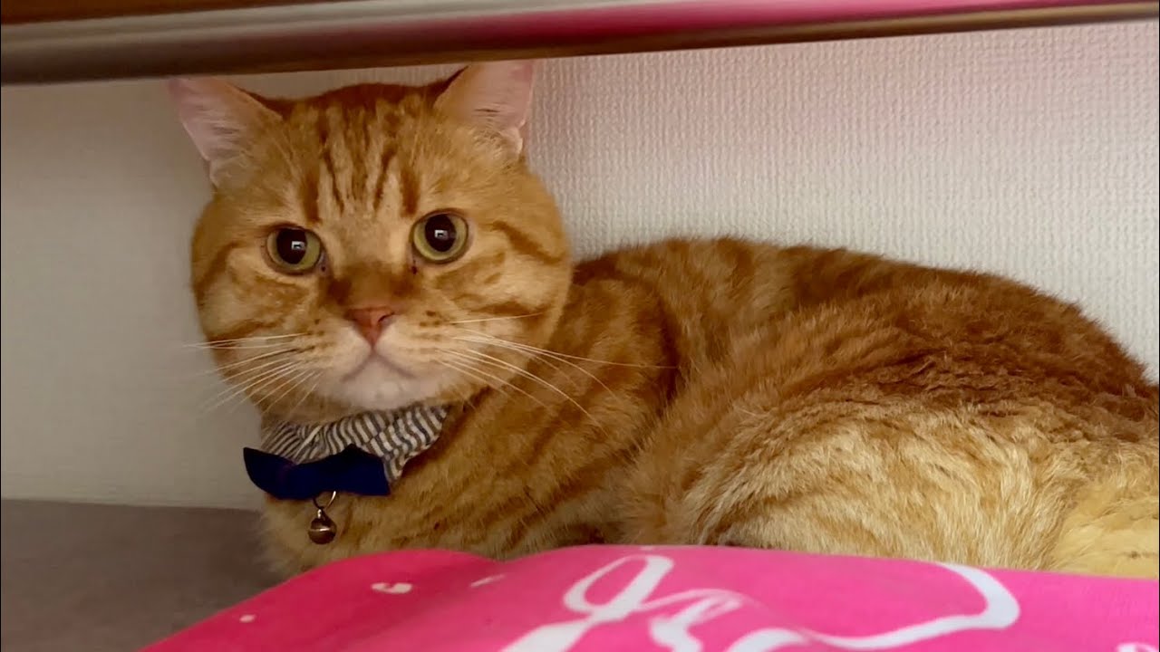 ねぇねの友達が遊びに来た！動揺した茶々パパは... #猫 #マンチカン