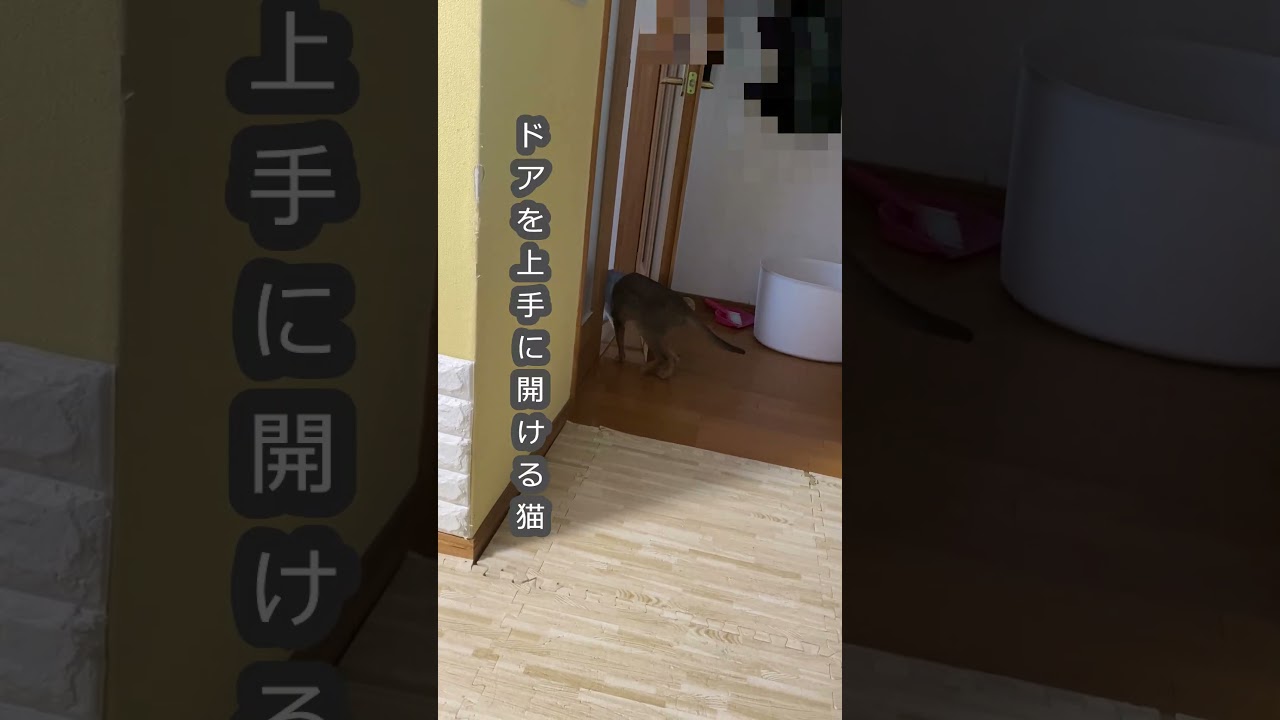 (アビ) ドアを上手に開ける猫 #shorts #アビシニアン #猫のいる暮らし #ドアを開ける猫