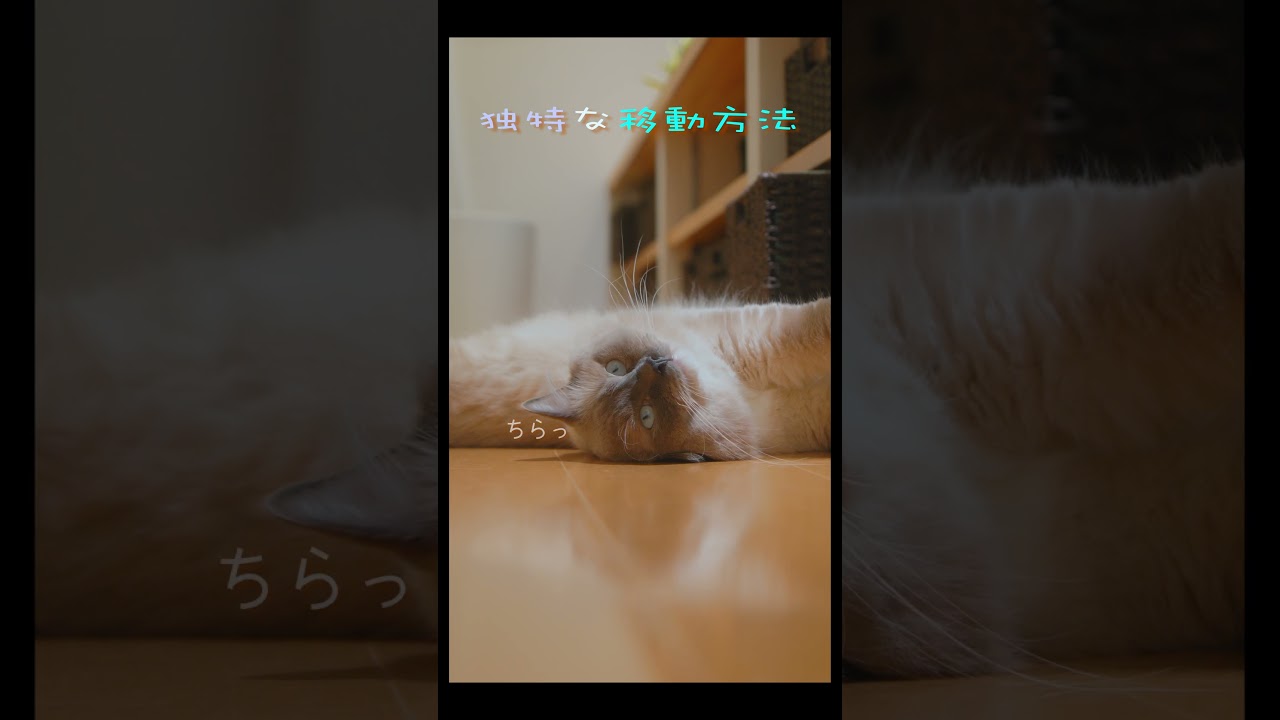 笑　#猫 #ラグドール #ragdollcat