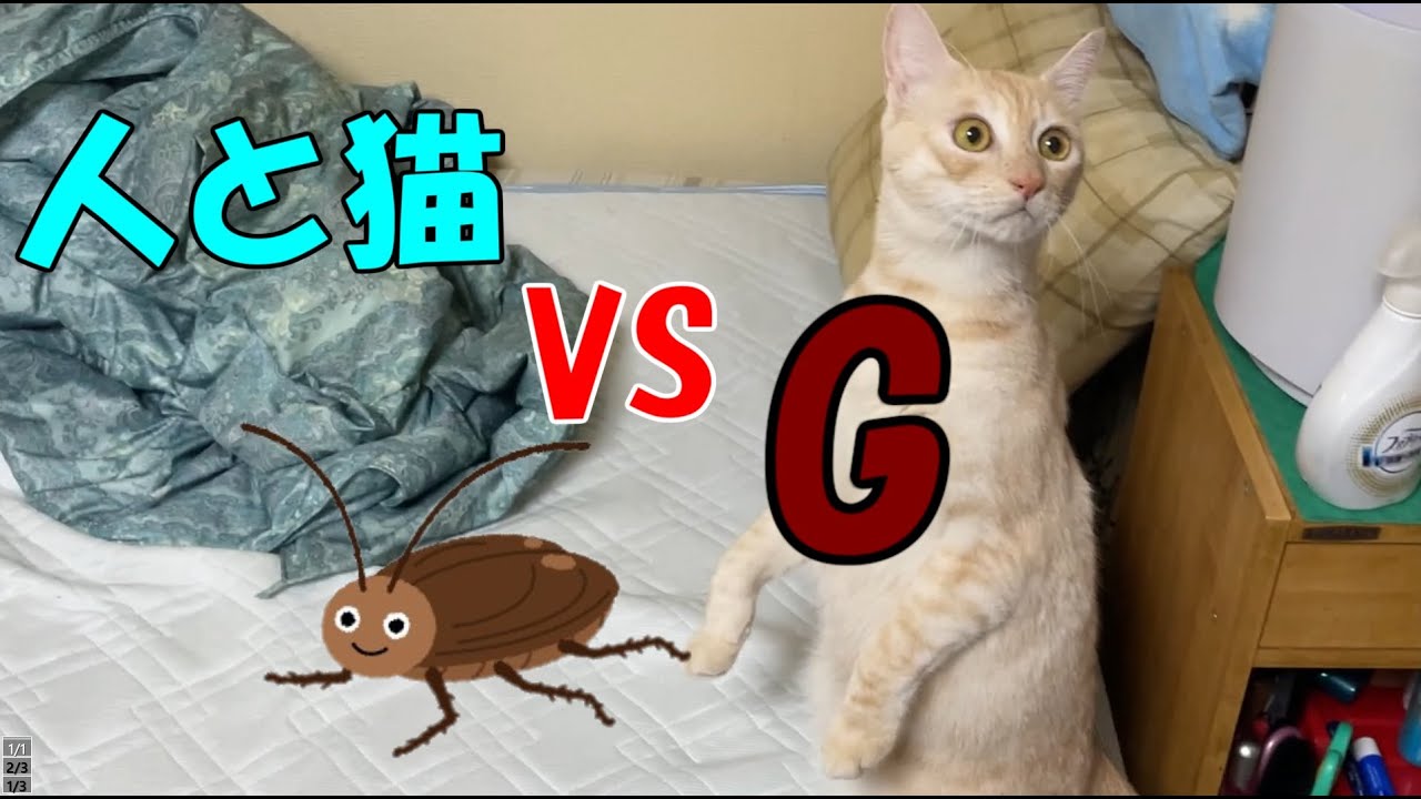 道路にいた子猫を保護しました。人と猫 VS G（ゴキ太郎）