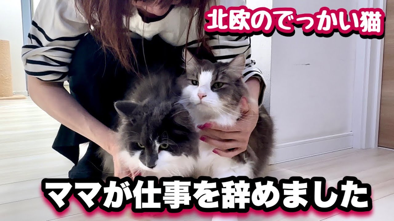 ママが仕事を辞めた❗️大喜びで急に忙しくなったノルウェージャン兄弟が超寝不足です💦