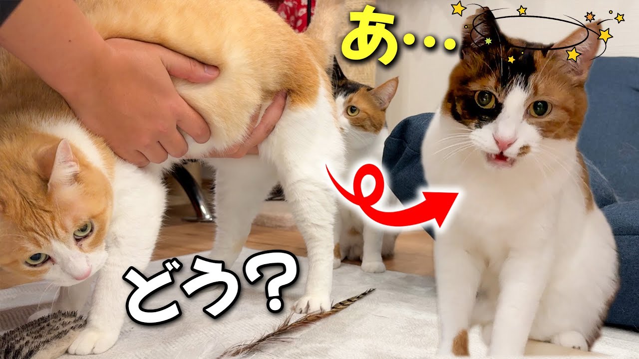 先輩猫のお尻が臭すぎて気絶しそうになってしまう猫