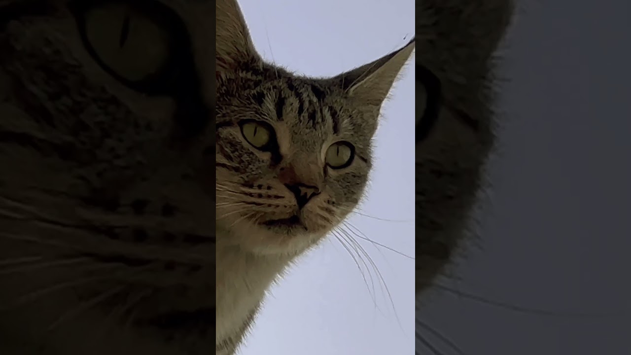 Beautiful brown cat 🐱 thinking 💭 #catcats #cat #cats #kitten #babyanimal #trending #kitty #shorts