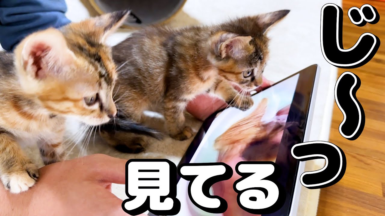 子猫と一緒に先住猫が子猫の頃の動画を見ているとこうなりました！