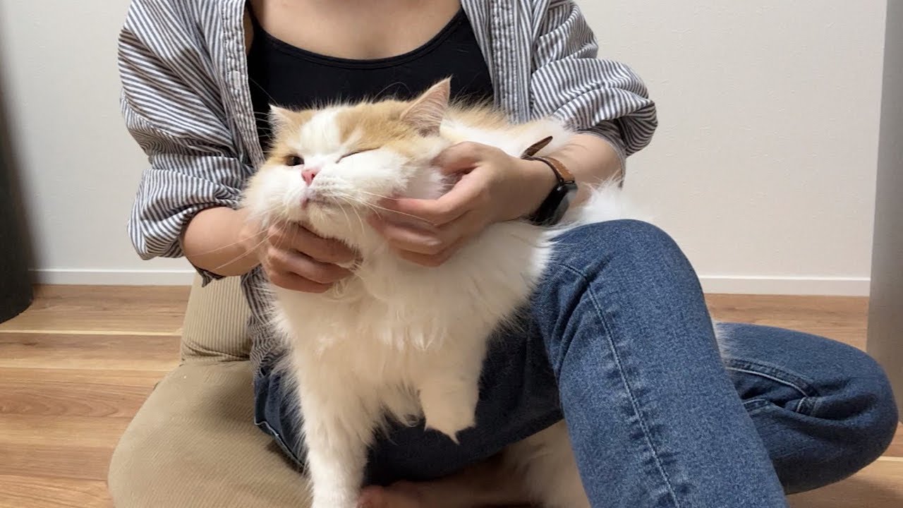 レモンさんの体調についてご報告があります。