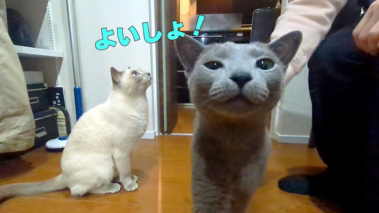 【甘えん坊猫】【ロシアンブルー×トンキニーズ】帰宅後の過ごし方（#125）