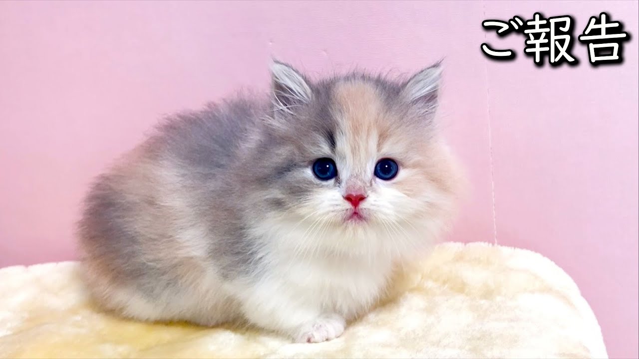 【マンチカンの子猫】子猫達の今後についてのご報告の件 ∼猫のいる生活Vol.815~ 出産動画 マンチカン短足・ミヌエット・ペルシャ猫専門ブリーダー『ペット蔵人』【子猫の成長記録】