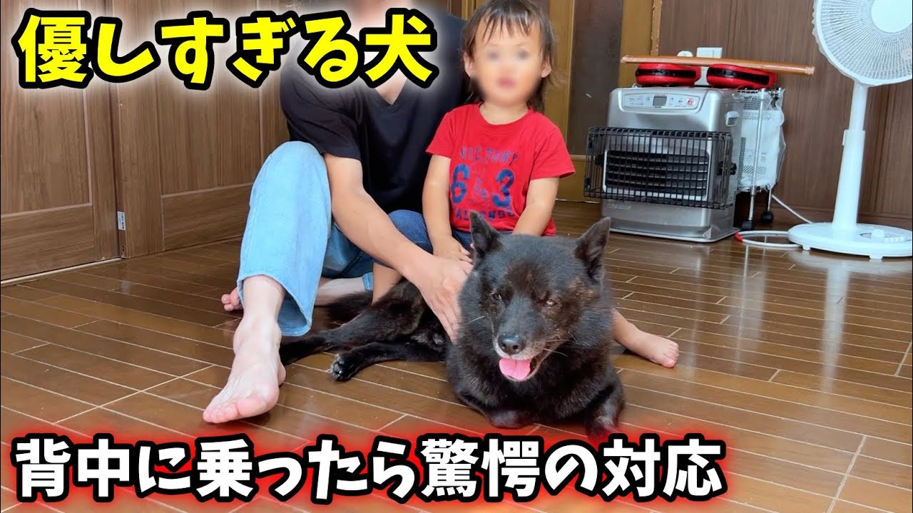 【日本犬】甲斐犬一休の背中に乗ったら優しすぎた