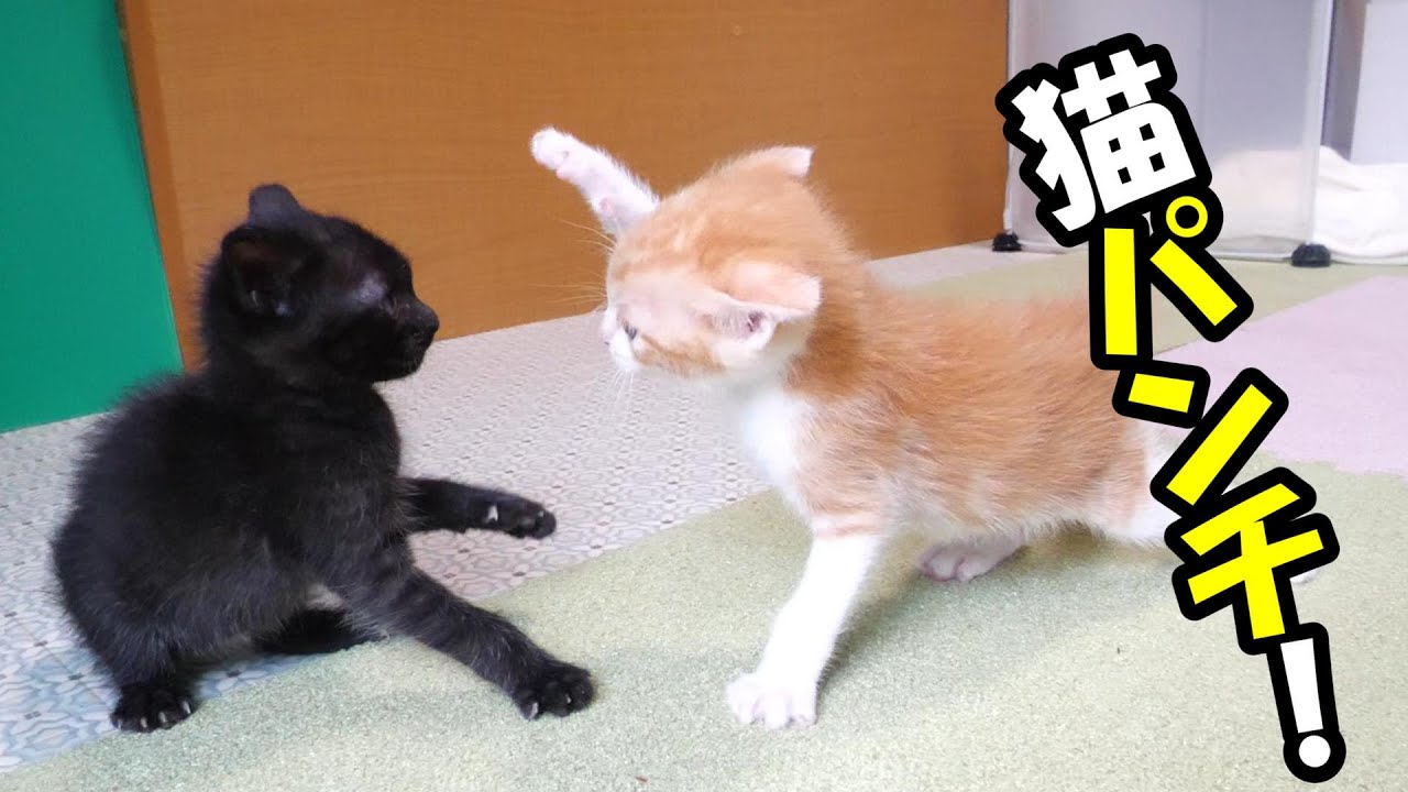強烈な猫パンチが子猫に炸裂する。かわいい子猫の喧嘩の後はソファーで仲良くお昼寝タイム【赤ちゃん猫　保護猫】