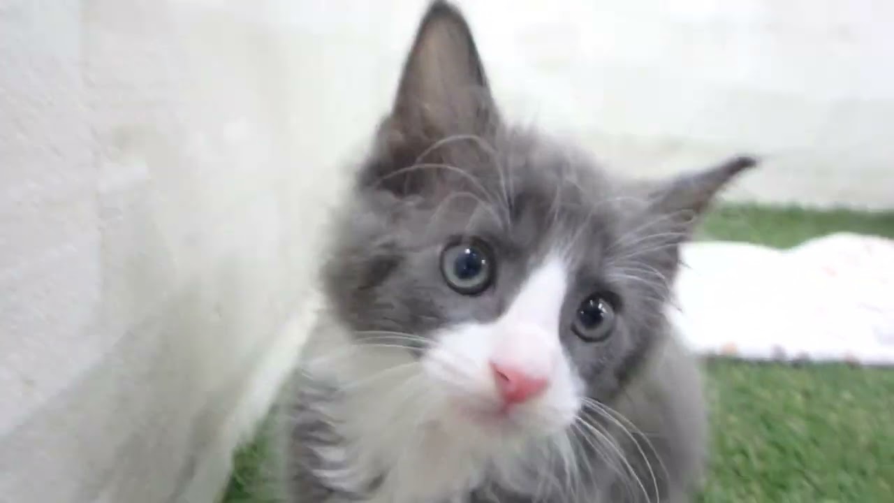 Coo&RIKU　No00651781 ターキッシュアンゴラ