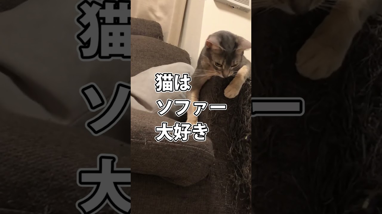 猫がいる家のソファーの末路 #shorts #猫 #アビシニアン