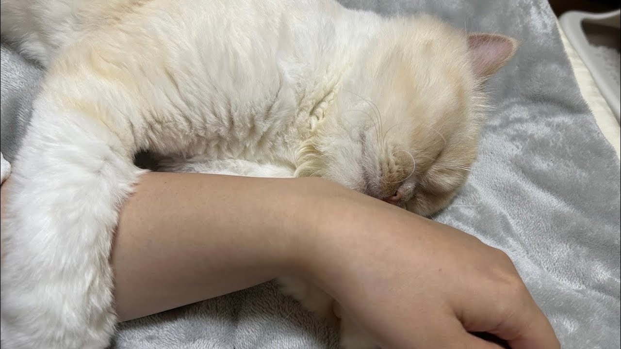 #08 新入り猫と先住猫の対面式#ミヌエット#マンチカン#スコティッシュフォールド