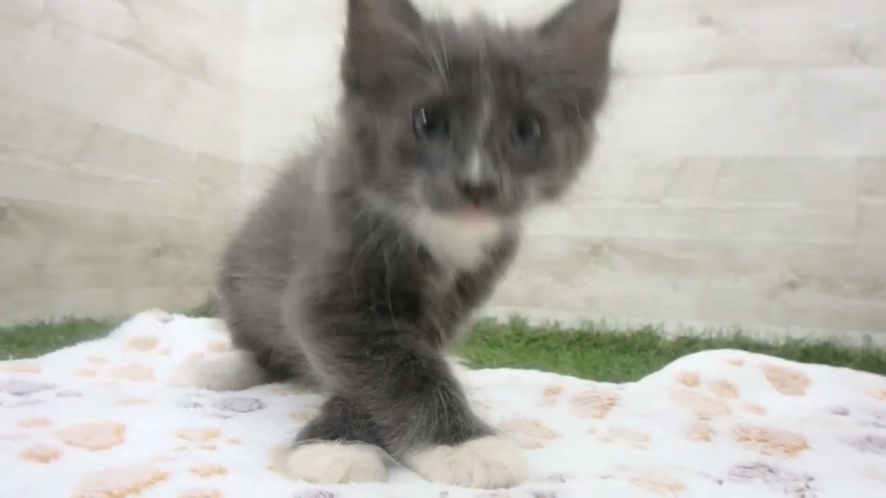 Coo&RIKU　No00651782 ターキッシュアンゴラ