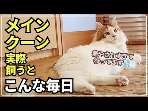 猫に癒やされ過ぎる毎日はこんな感じ【大型猫メインクーンの日常】