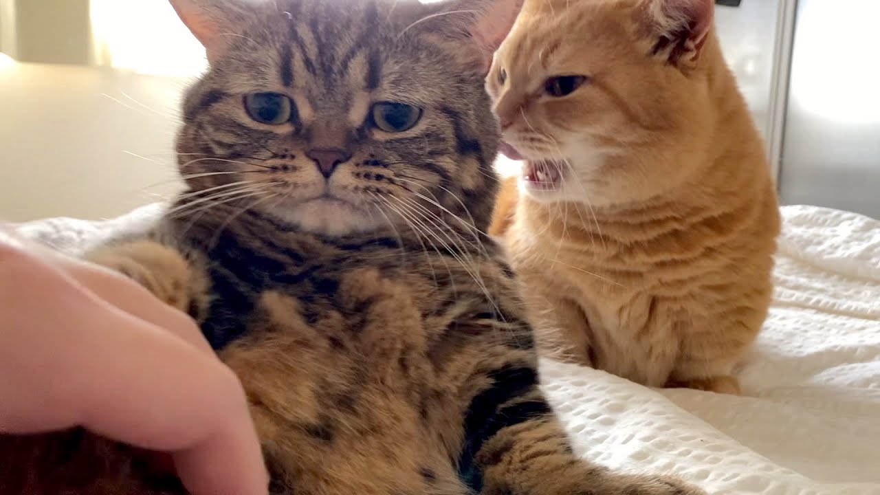 仲良し兄弟猫の間にパパが入る隙はない！