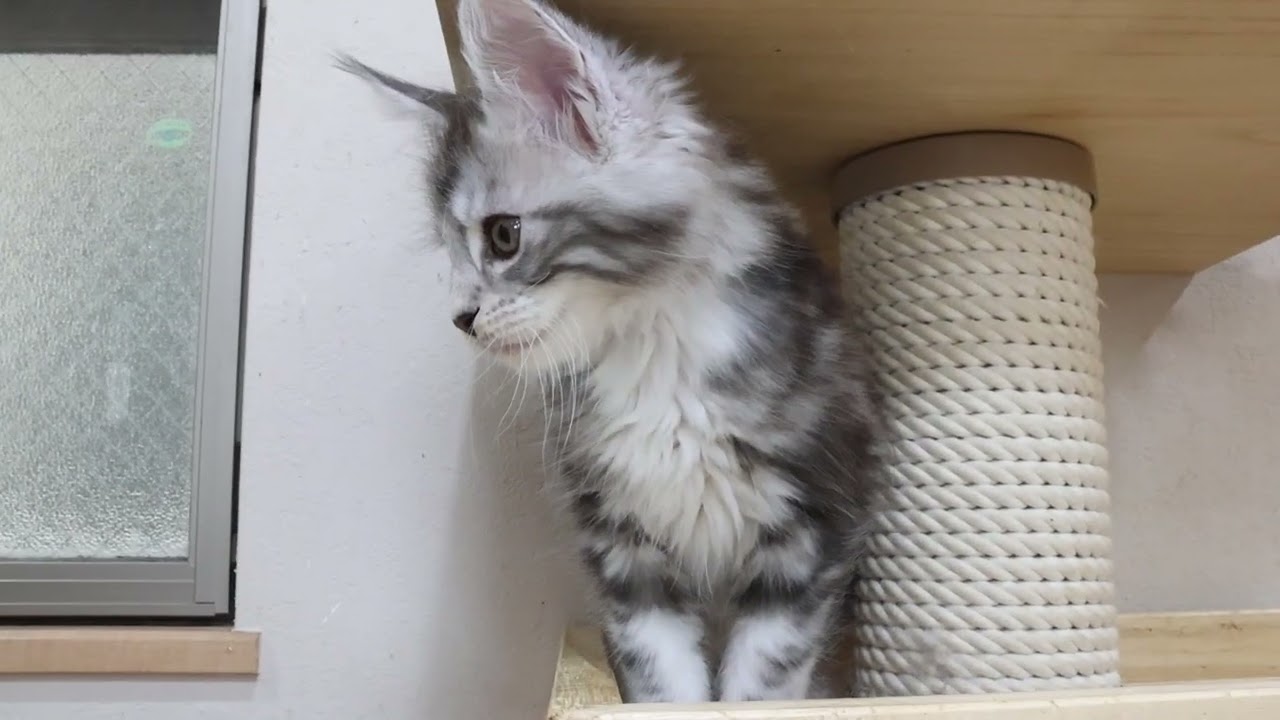 生後60日シルバーのメインクーン赤ちゃんソラ君