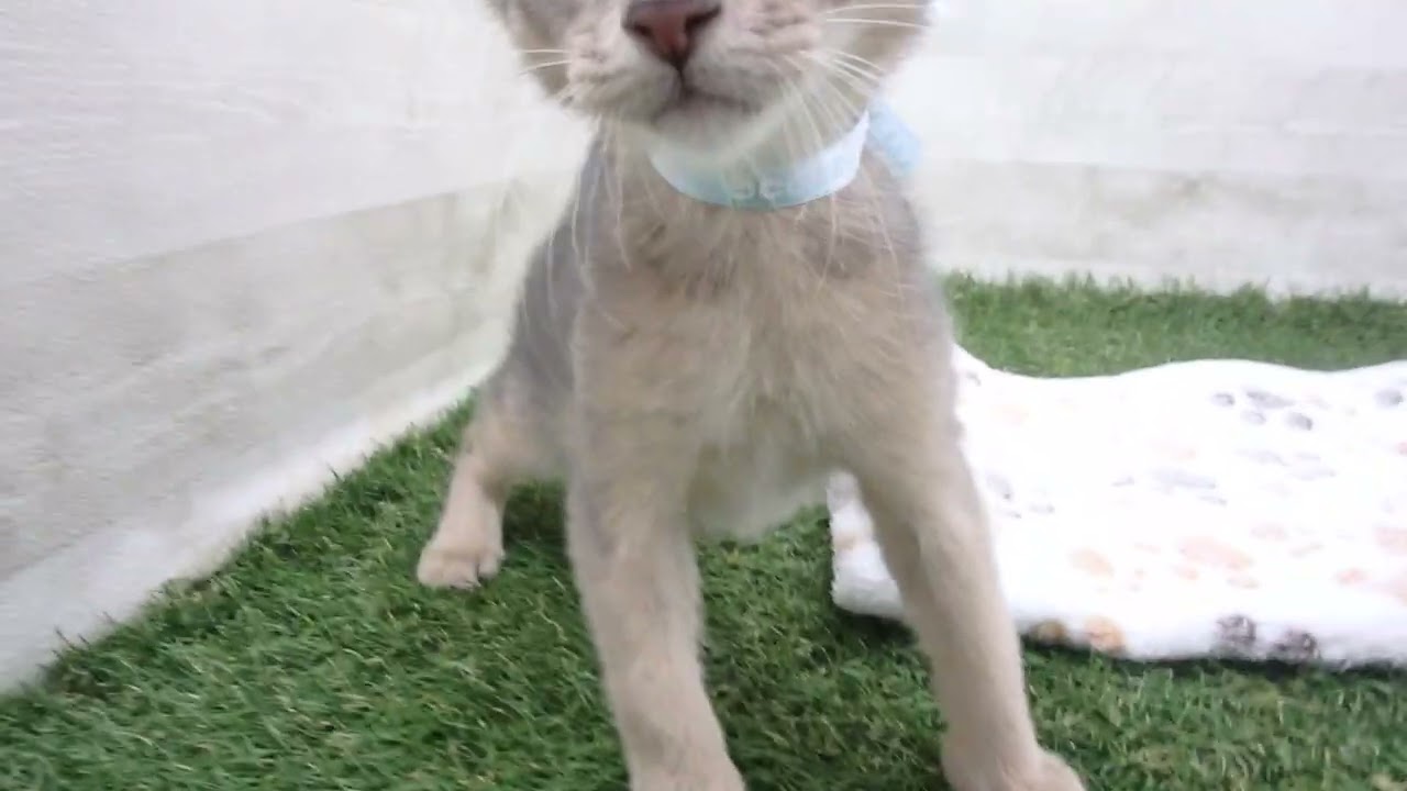 Coo&RIKU　No00651765 アビシニアン