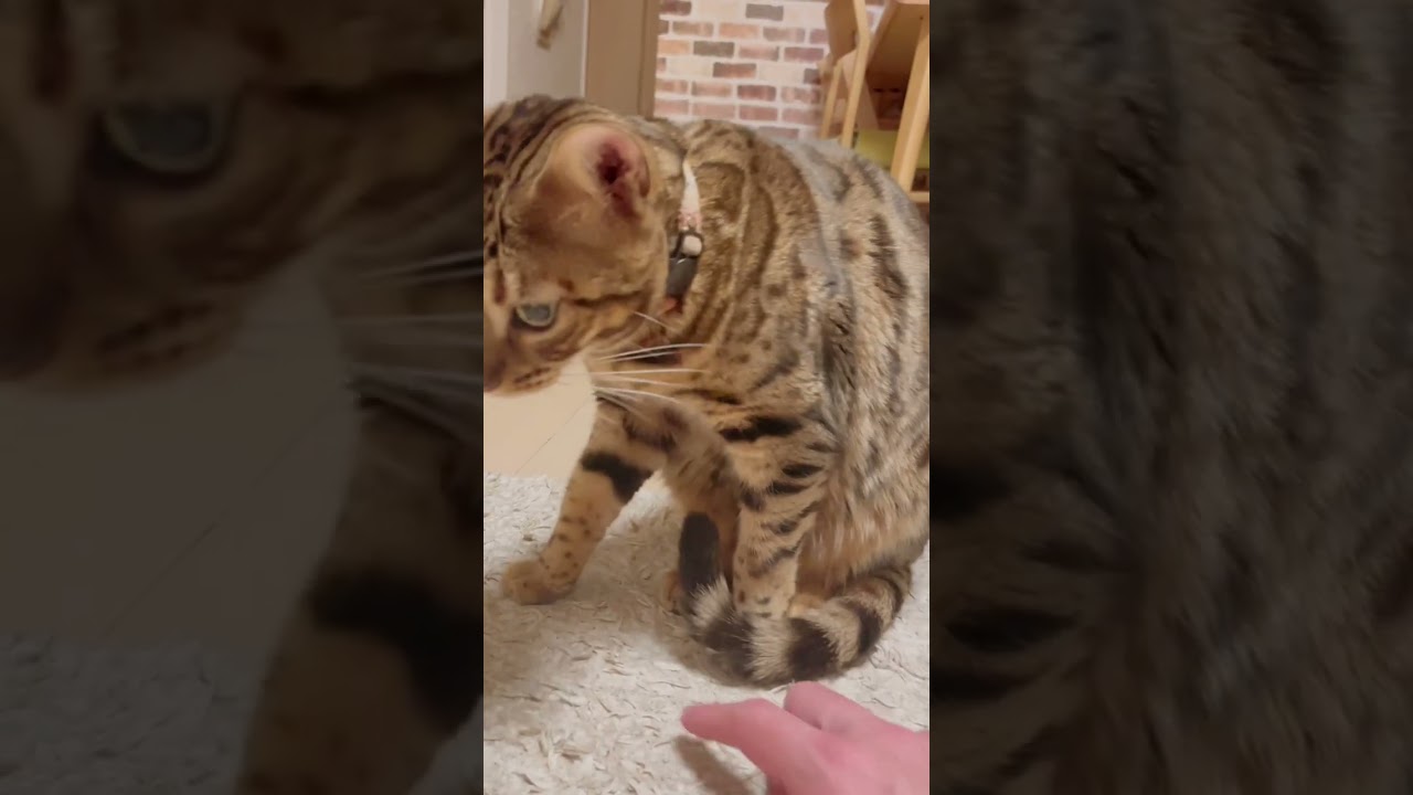 猫が触られると嫌いな部位をご紹介します😂#shorts