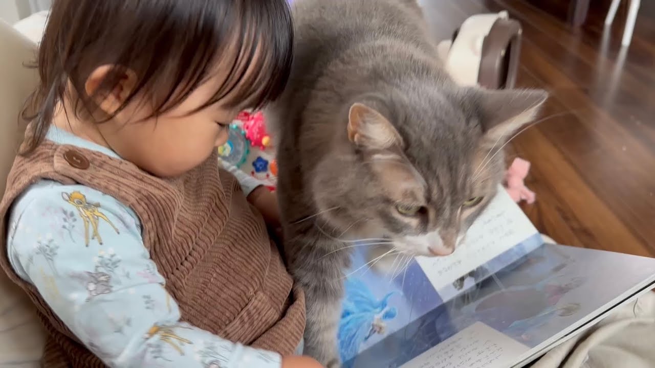 手を上に乗せる猫　ノルウェージャンフォレストキャットcat with hand on top. Norwegian Forest Cat.
