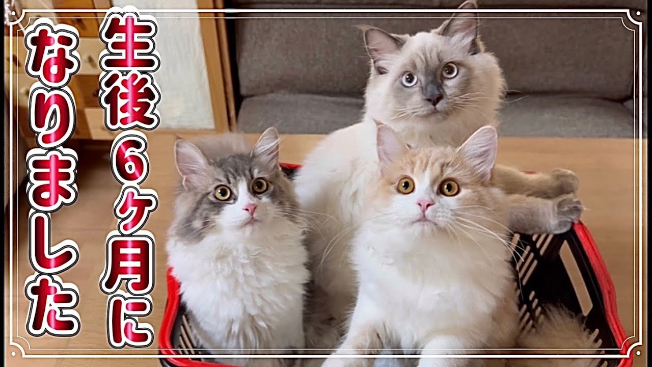 同じ日に生まれた3兄妹弟 毎日元気で平凡な日常 生後半年になりました 生後6ヶ月の3人 祝 もふもふサイベリアンの子猫