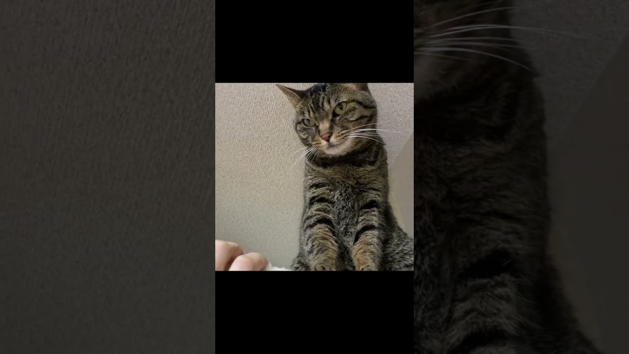 安易に凶暴猫と遊ぼうとしたら病院送りになった... #猫