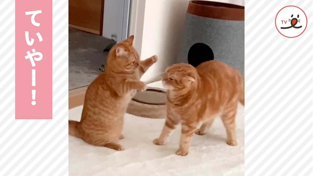 お兄ちゃんに勝負を挑む妹ちゃん💪 けど、猫パンチが優しすぎて…☺️💕 【PECO TV】