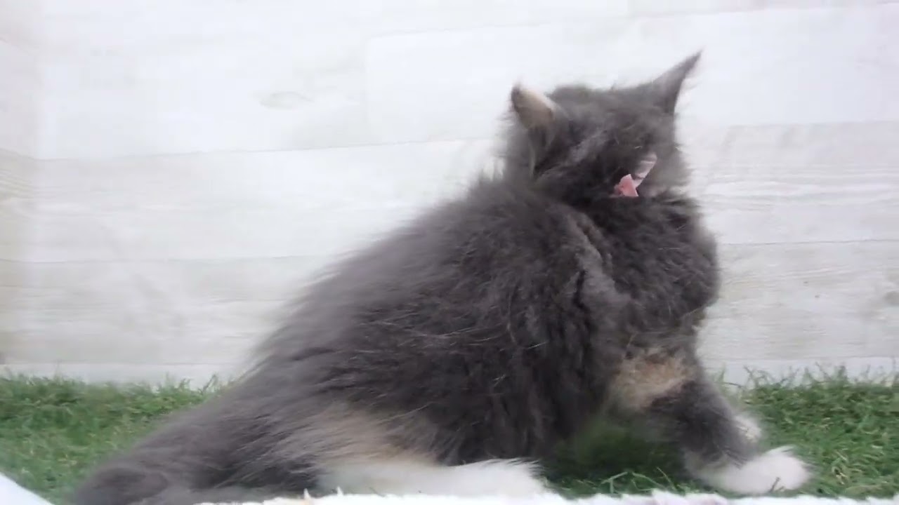 Coo&RIKU　No00651785 ターキッシュアンゴラ