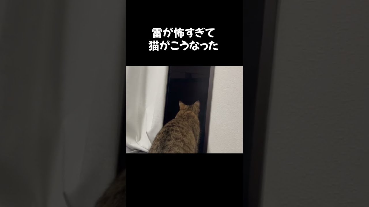 【猫動画】雷がピカッと光ったのが怖かったのか離れなくなったｗｗ　#shorts