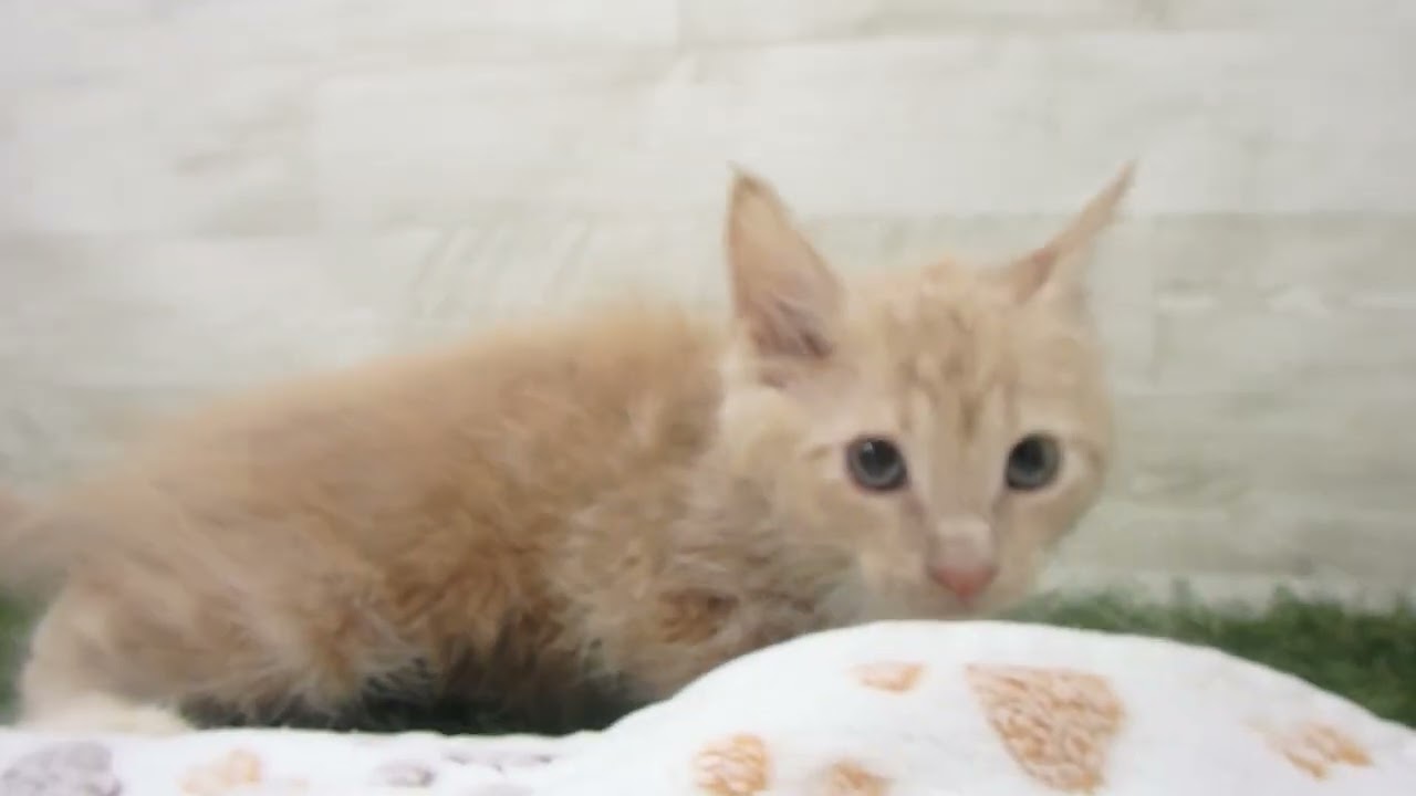 Coo&RIKU　No00651784 ターキッシュアンゴラ