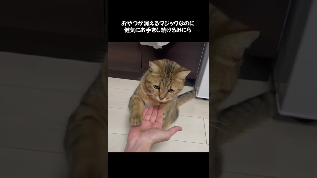 猫に手品をみせたらまさかの行動にｗｗｗ　#shorts