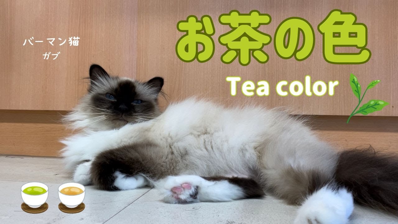 バーマン猫ガブ【お茶の色】Tea color（バーマン猫）Birman/Cat