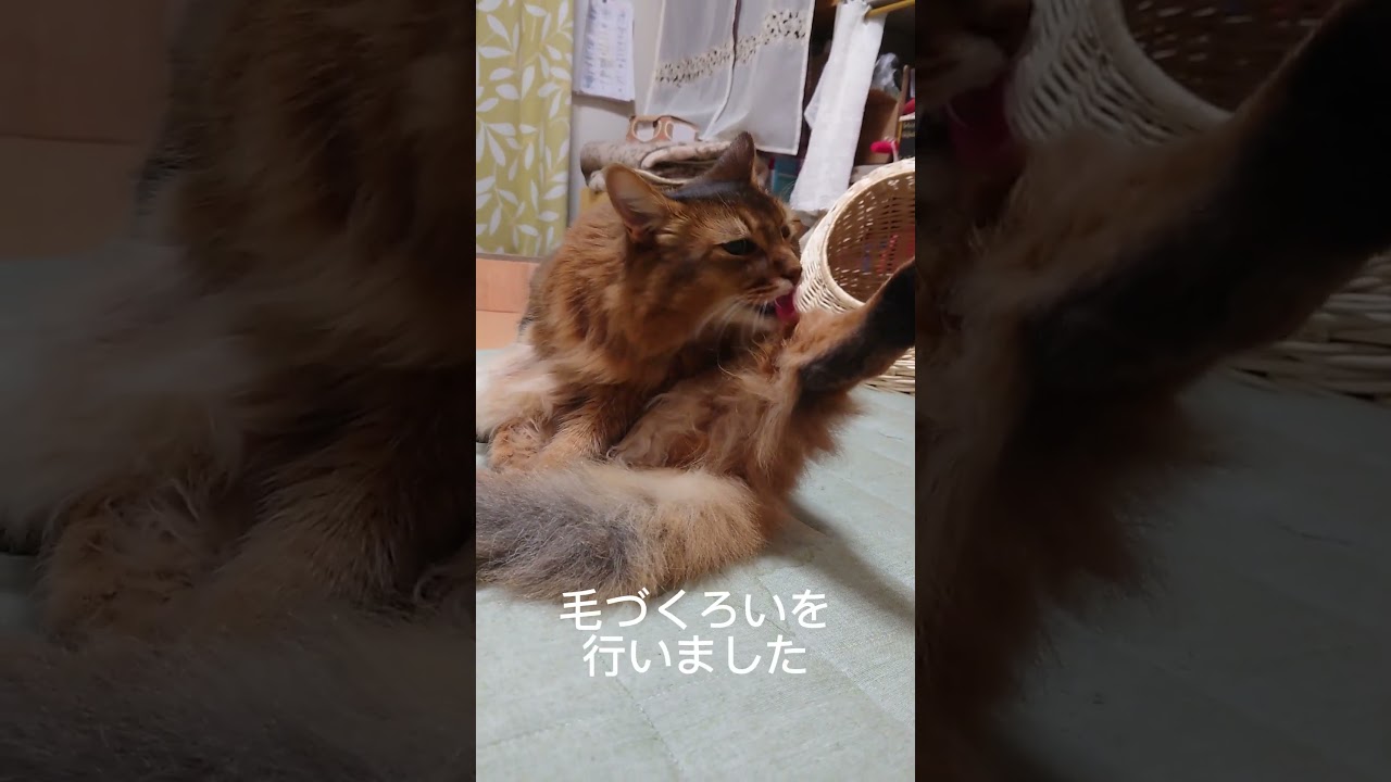 【猫のニュース】ソマリのチーが毛繕いしちゃいました！