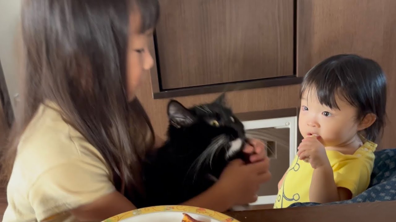 必死に何かを訴えるが娘達から見当違いの提案をされる猫　ラガマフィン　Cat given a misguided suggestion