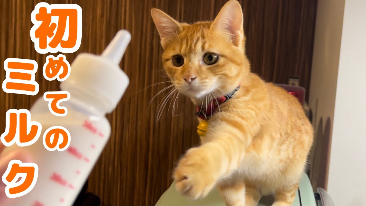 【保護猫】甘えん坊の子猫にミルクをあげたらまさかの結果になりました