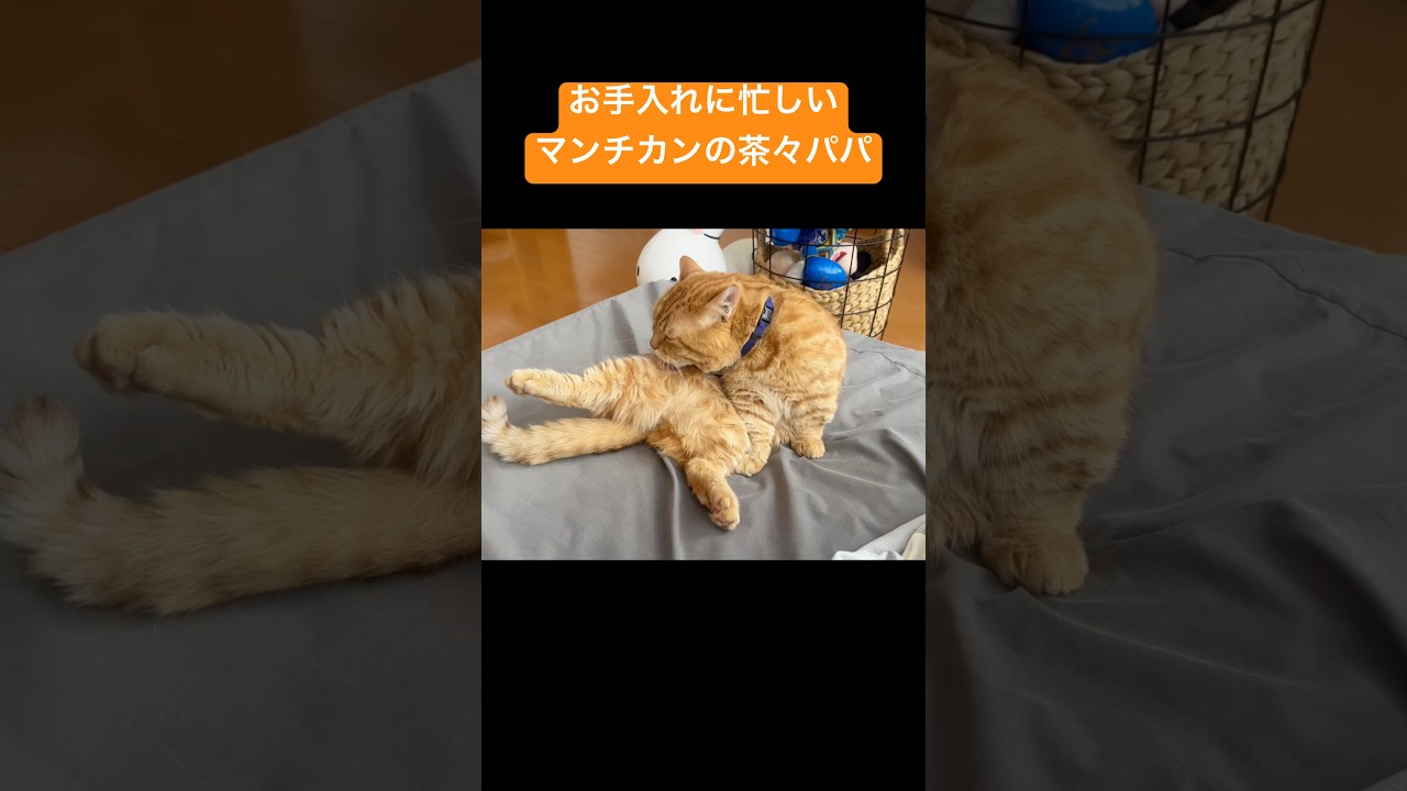 お手入れに大忙しのスーパーヒーロー #猫 #マンチカン #shorts