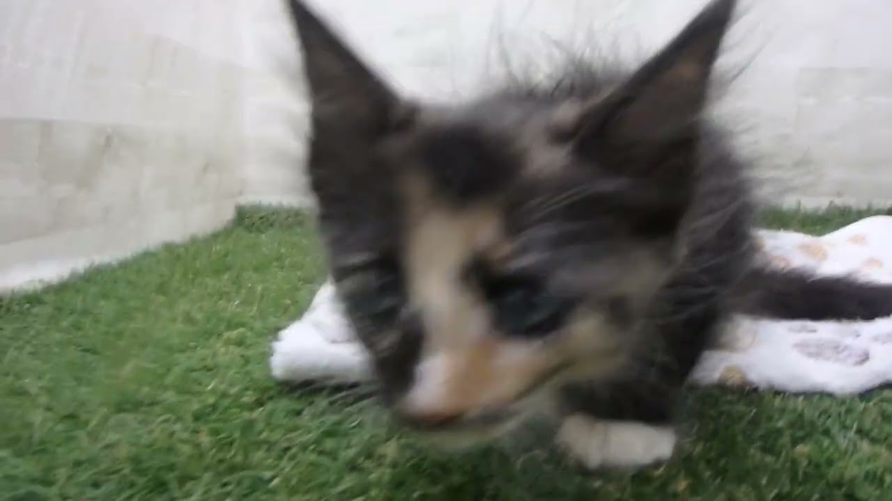 Coo&RIKU　No00651786 ターキッシュアンゴラ