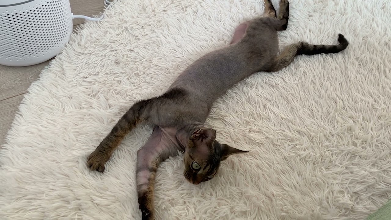 デボンレックス子猫が絨毯の上でのびのびしています(Devon Rex kitten extending himself on a carpet)