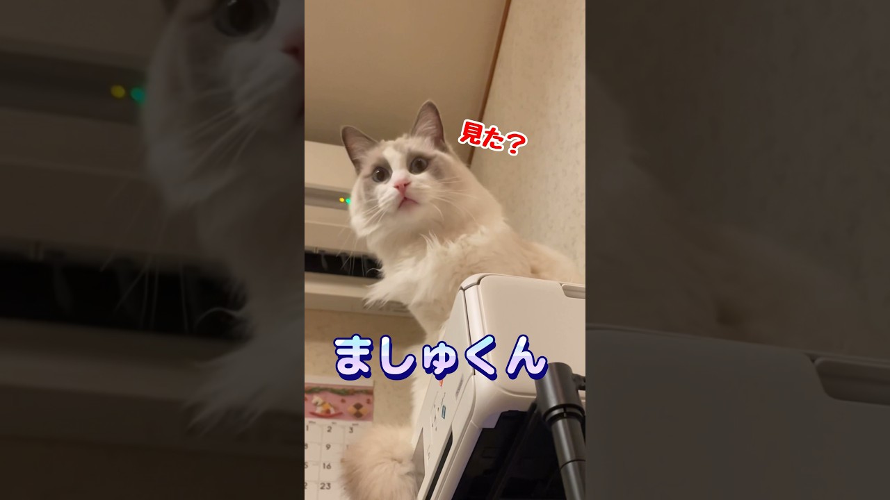猫の不思議な行動