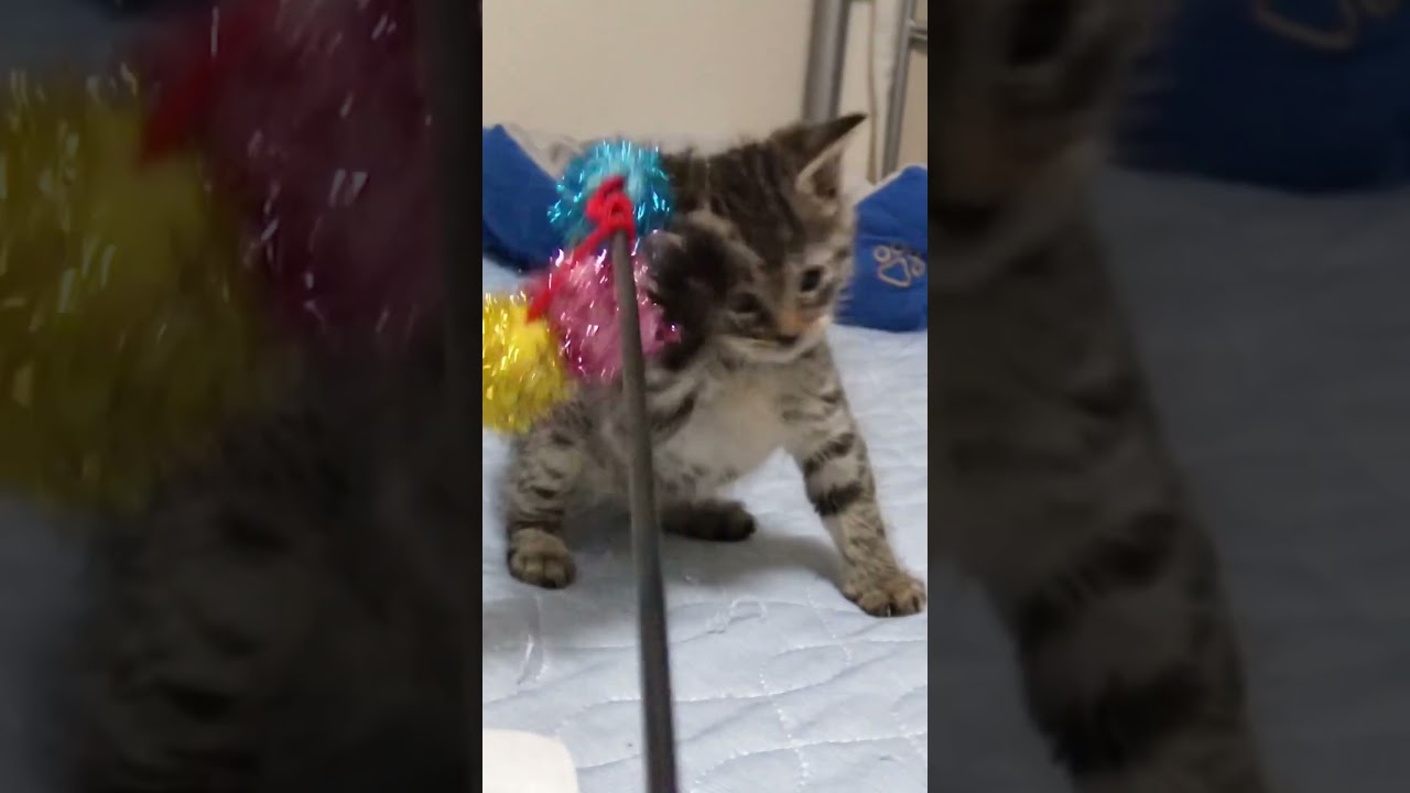 初めてのおもちゃで落下する子猫（2015年） #cat #猫 #保護猫 #kitten #子猫 #ねこ #こねこ #animal #cute #babycat #shorts