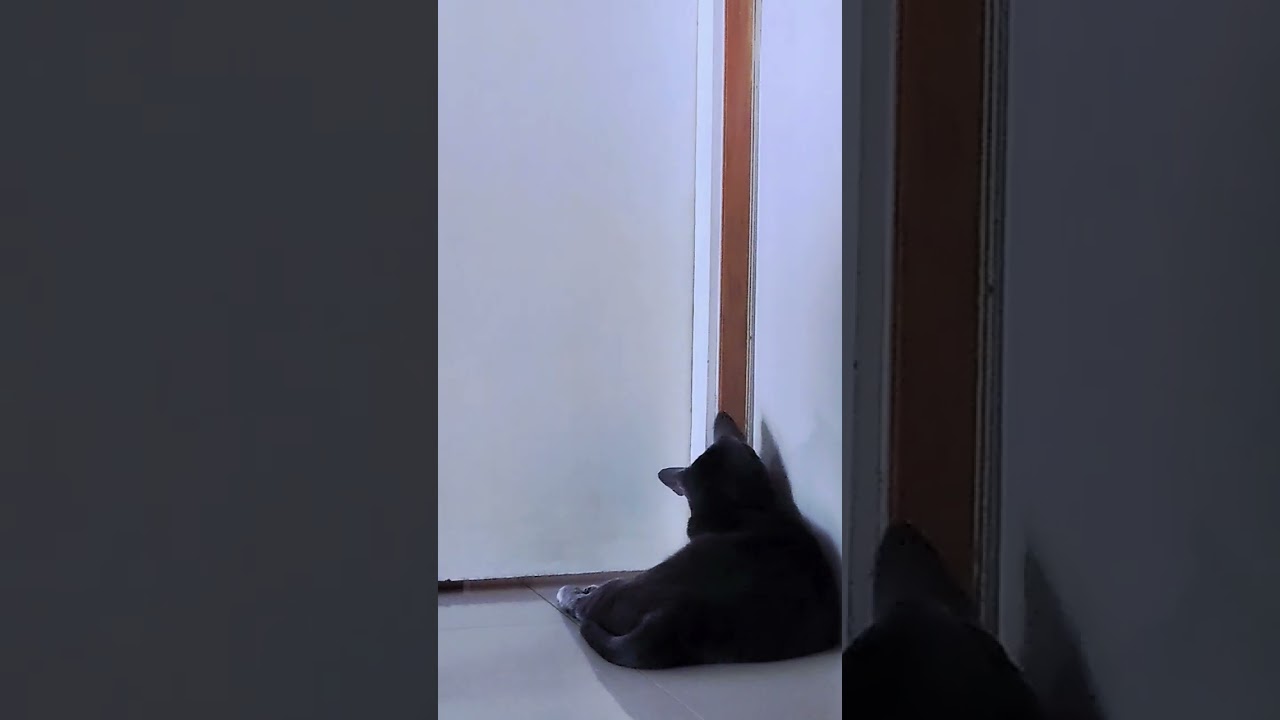 ここで爪とがないで！って言ったのに #shorts