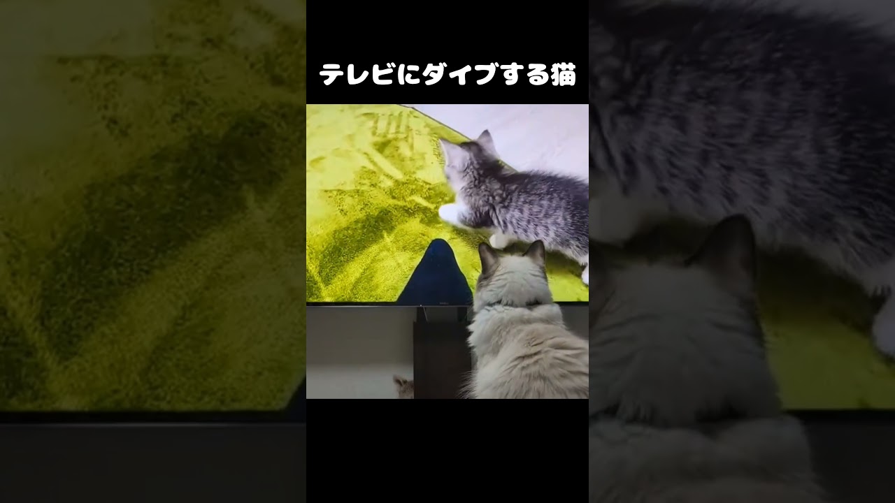 テレビにダイブする猫 #ラグドール #猫 #cat
