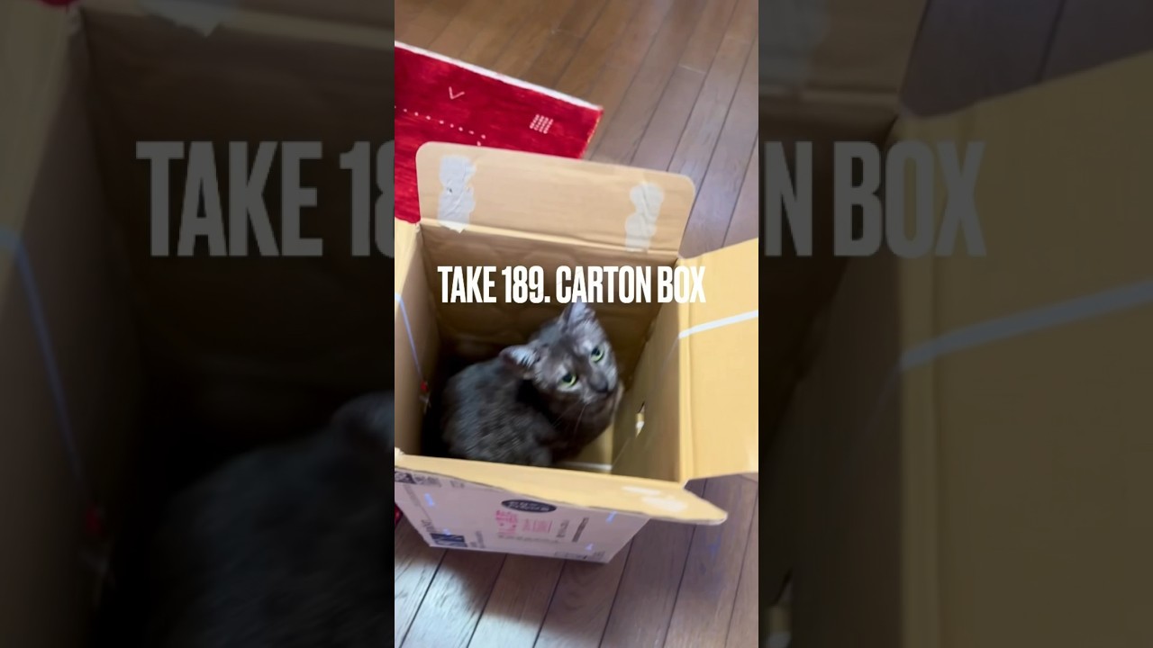 #ダンボール 箱📦大好きにゃ❗️#ねこ部 #ねこ動画 #エジプシャンマウ #猫あるある #playingcat #shorts