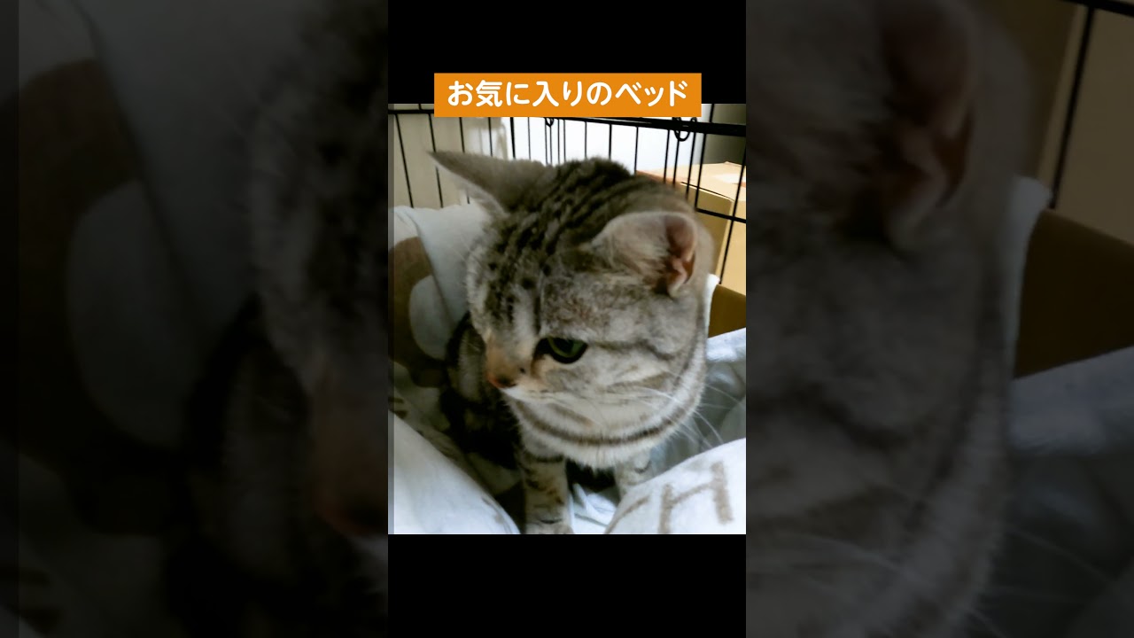 お気に入りのベッドでくつろぐ猫 #shorts #猫動画 #アメショ