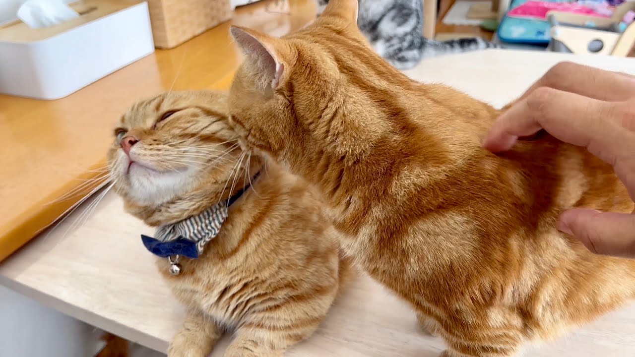 息子に迫られ動揺する茶々パパ。 #猫 #マンチカン