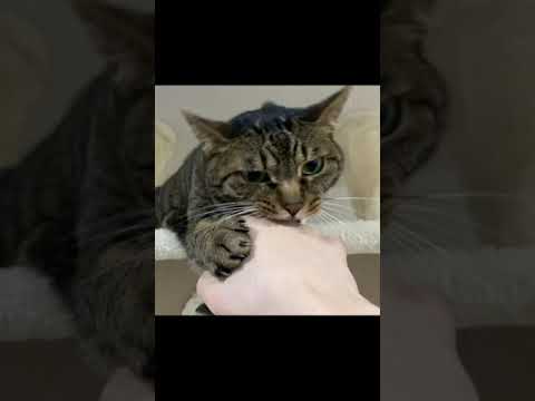 人間の手に爪を刺して噛みついてくる凶暴猫...