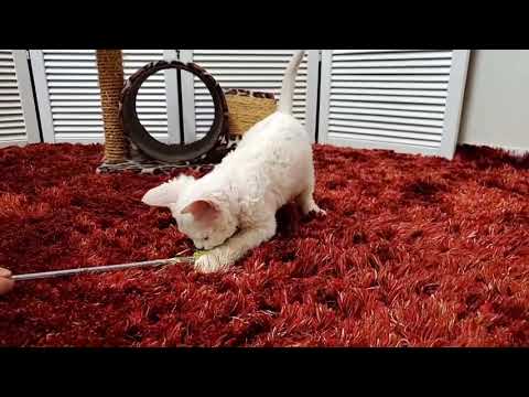 セルカークレックスの子猫_58